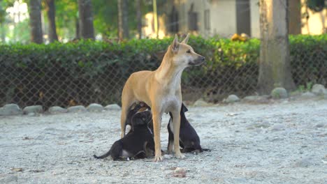 El-Perro-Callejero-Está-Alimentando-A-Sus-Bebés-O-Cachorros