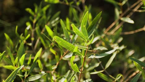 Phylirrea-Angustifolia-Extreme-Nahaufnahme-Einer-Grünen-Blattpflanze,-Die-Sich-Tagsüber-Sanft-Im-Wind-Bewegt