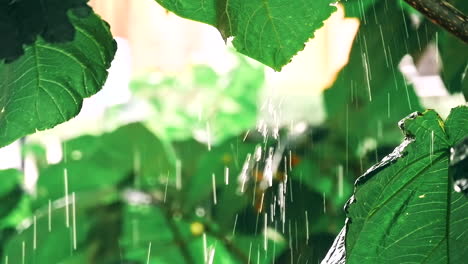 heavy rain of the tropical forest.