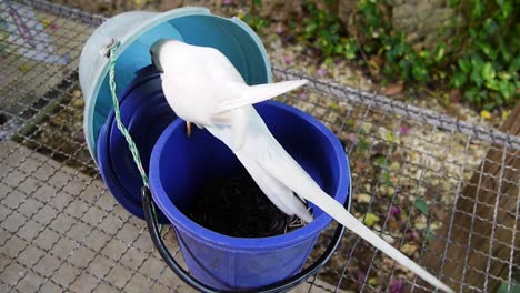 Parrot-in-the-bucket