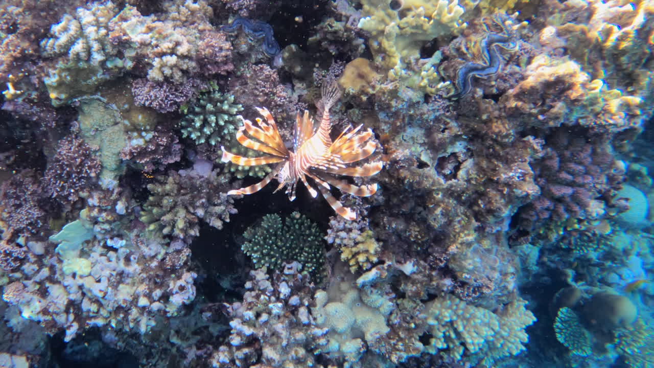 Close up of a Red lionfish swimming near a coral reef
