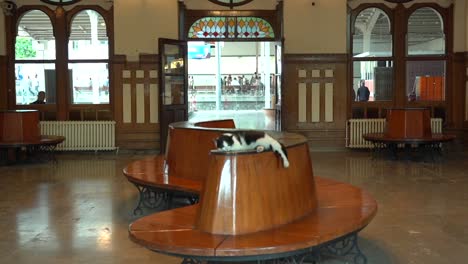 a cat is sleeping on a bench in the waiting area of the orient express