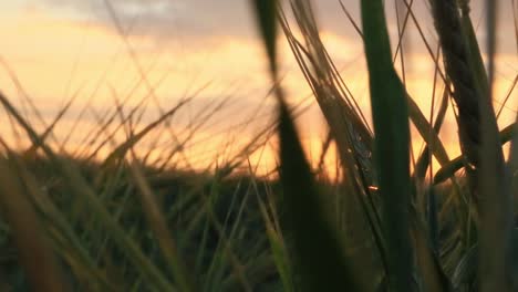 gente en un campo de trigo al atardecer