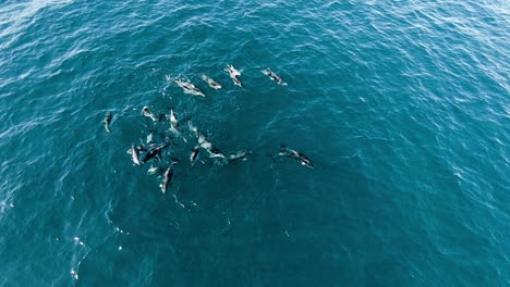 family of dusky dolphins swimming together on the open sea in south america