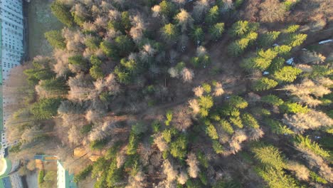 Top-down-aerial-view-of-spruce-trees-in-Semmering-Austria,-lowering,-day