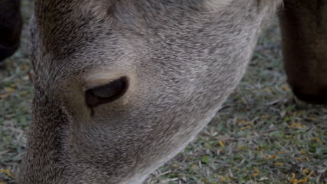 male japanese sika deer or buck grazing in nara park, medium shot