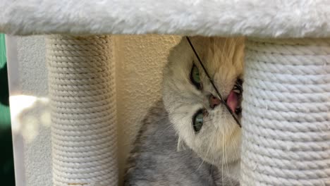 un exótico gato persa lamiendo agresivamente el cable en un día soleado