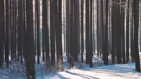 Bosque-De-Pinos-En-Invierno