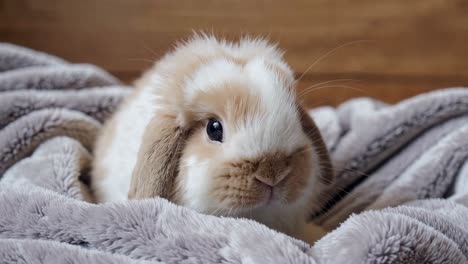 adorable baby lop rabbit in a blanket