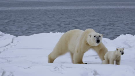 polar bear mother and cub on arctic ice