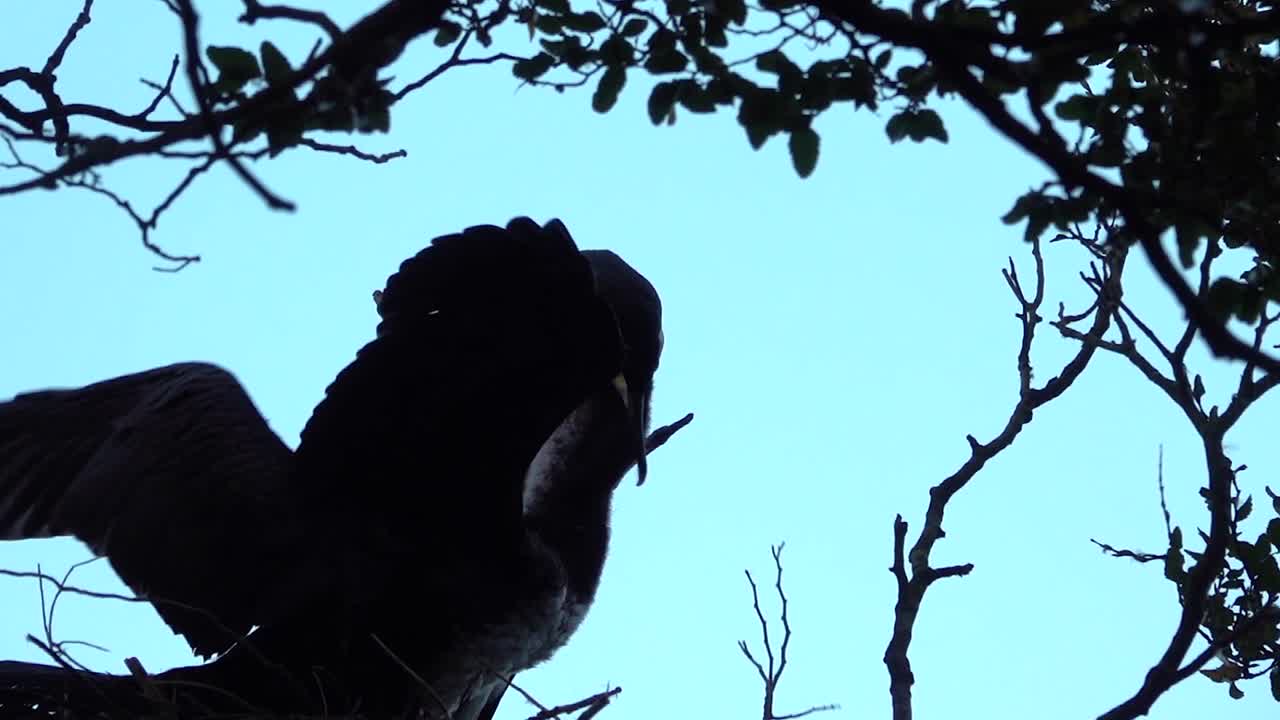 pied shag feeding 행동은 공격적입니다.