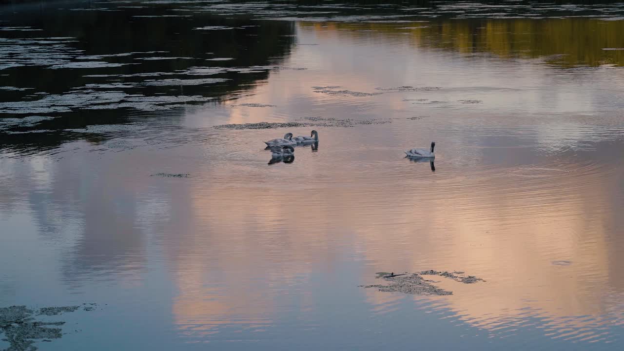 호수에 있는 백조, 하늘의 아름다운 반사