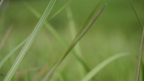 Ein-Mehrjähriges-Gras,-Das-Im-Tropischen-Und-Subtropischen-Asien-Beheimatet-Ist-Und-Auch-In-Mehrere-Länder-Eingeführt-Wurde