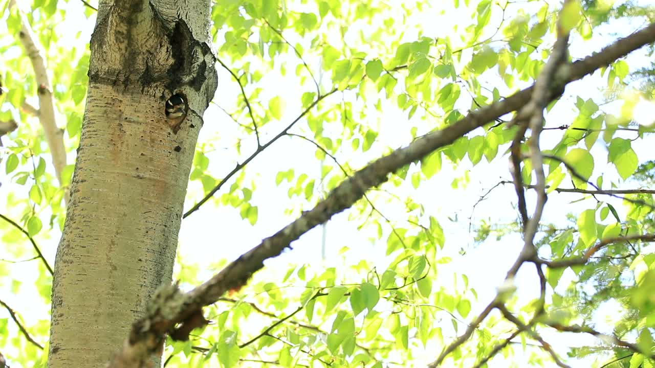 털이 많은 딱따구리는 새끼들이 쉬고 있는 나무 구멍에서 날아간다