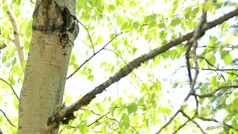 un pájaro carpintero peludo vuela lejos del agujero de un árbol donde descansan sus polluelos