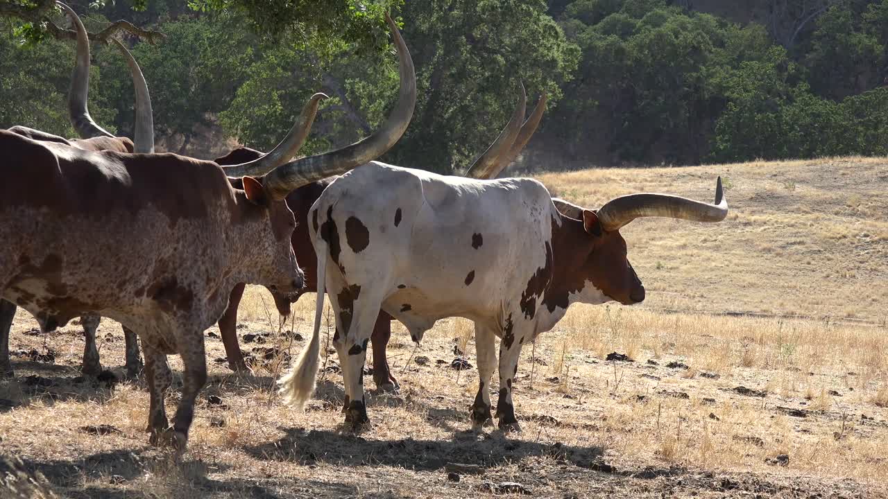 들판에서 풀을 뜯는 텍사스 롱혼 소
