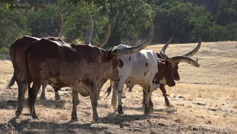 texas longhorn cattle graze in a field