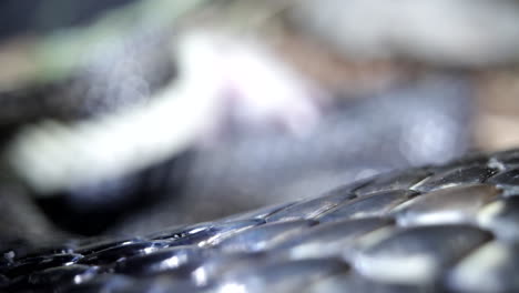 serpiente rata negra devorando un ratón pequeño
