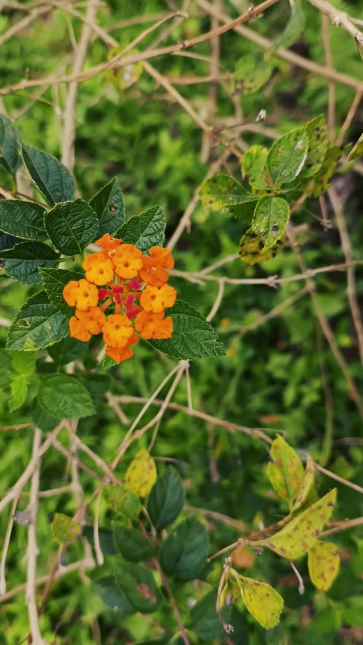 Primer plano de una vibrante flor de lantana naranja en la naturaleza.