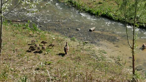 Eine-Familiengruppe-Von-Nilgänsen-Am-Ufer-Des-Stroms