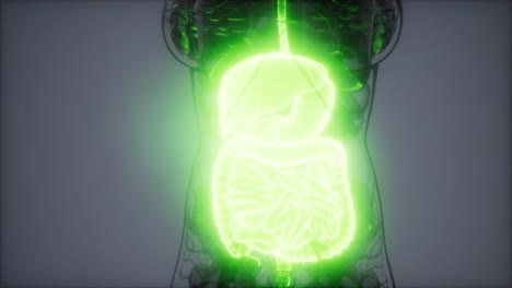 ilustración 3d de las partes y funciones del sistema digestivo humano