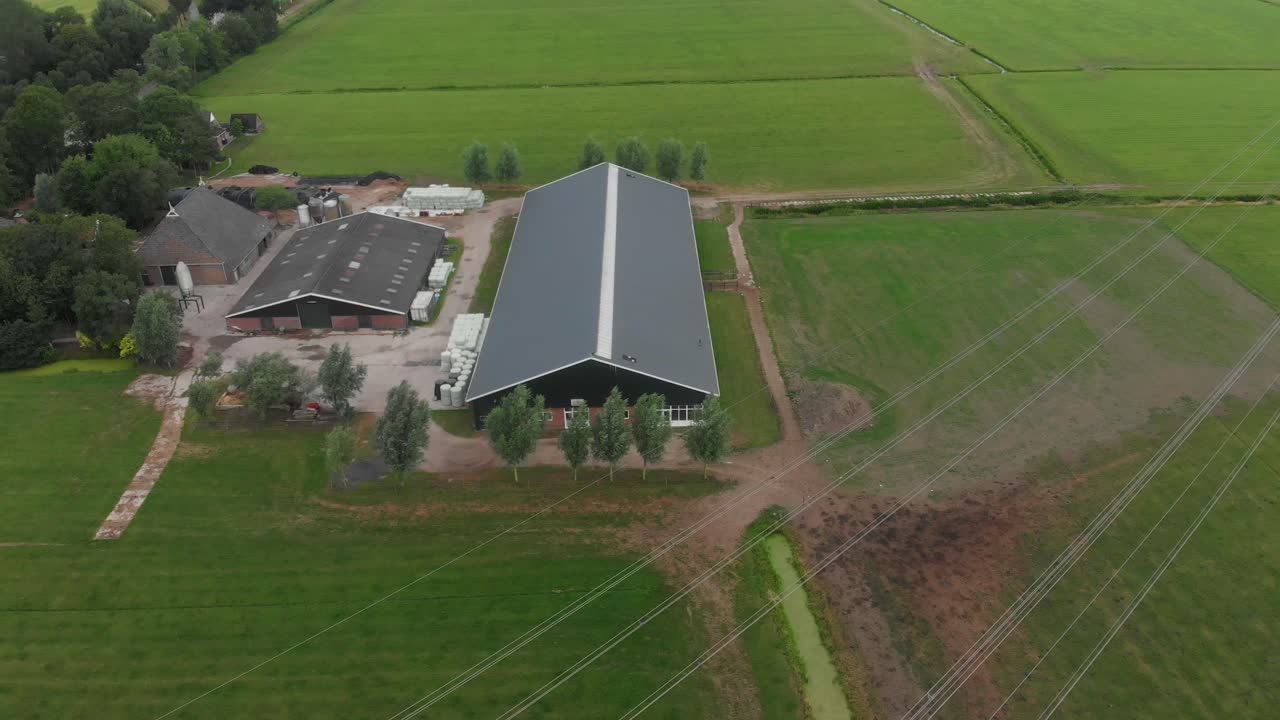 Vista aerea di mucche al pascolo su un prato verde in una fattoria a Joure, Frisia, Paesi Bassi