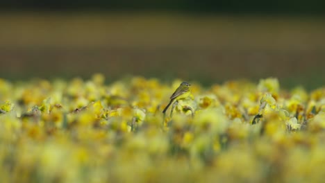 birds in a field of daffodils