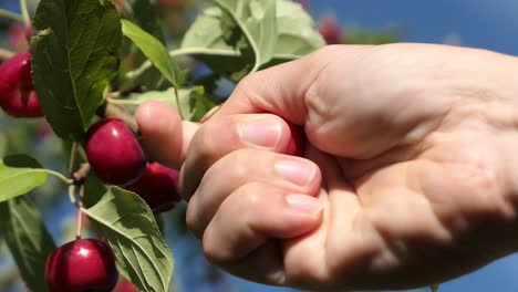 Man-picking-fruit-from-tree-at-harvest-time