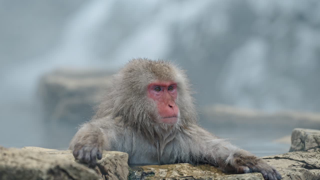 A contemplative Japanese snow monkey sits in a foggy onsen, its serious expression contrasting with the ethereal steam and snowy background of Jigokudani, Japan.