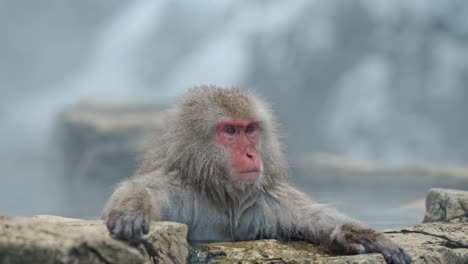 a contemplative japanese snow monkey sits in a foggy onsen, its serious expression contrasting with the ethereal steam and snowy background of jigokudani, japan.