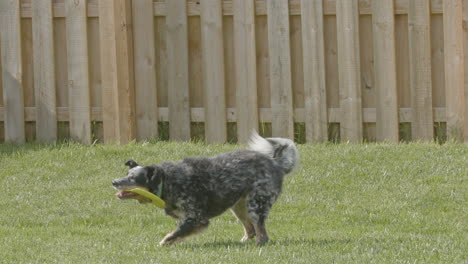 perro de pastoreo corriendo y atrapando frisbee en súper cámara lenta 05