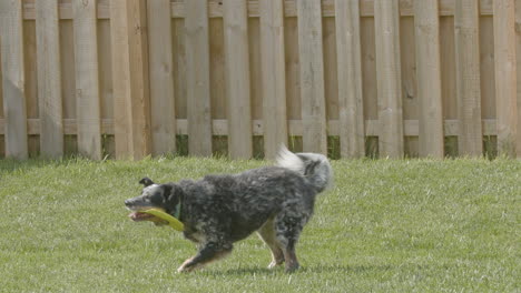 herding dog running and catching frisbee in super slow motion 05