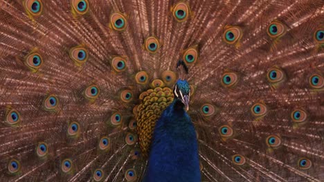 Zugrasseln---Pfau-Schüttelt-Seinen-Zug,-Um-Weibchen-Anzulocken