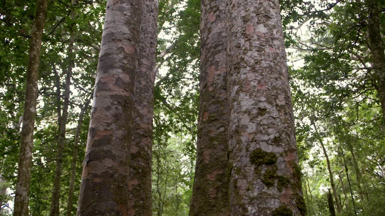 las cuatro hermanas árboles kauri en el bosque de waipoua, nueva zelanda