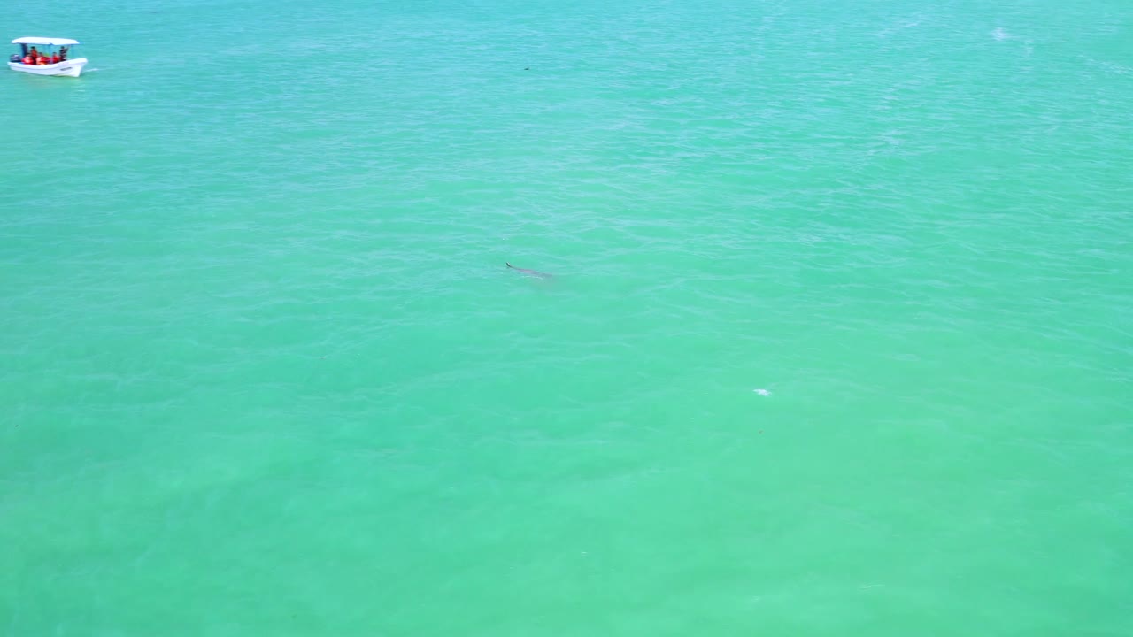 해질녘 멕시코만의 청록색 물에서 스피드 보트로 수영하는 돌고래의 드론 공중 샷