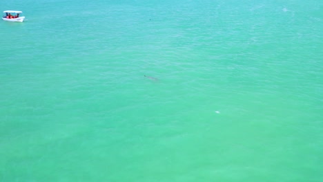 drone aerial shot of dolphins swimming by a speed boat in turquoise water of gulf of mexico at sunset