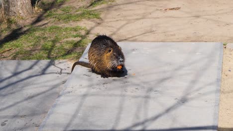 Nutria-eating-a-carrot,-Shooters-Island,-Prague