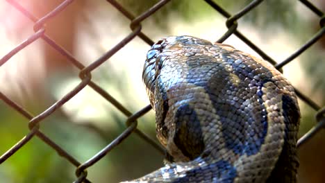 cerca de la cabeza de la serpiente boa moviéndose y poner en la lengua es una serpiente peligrosa