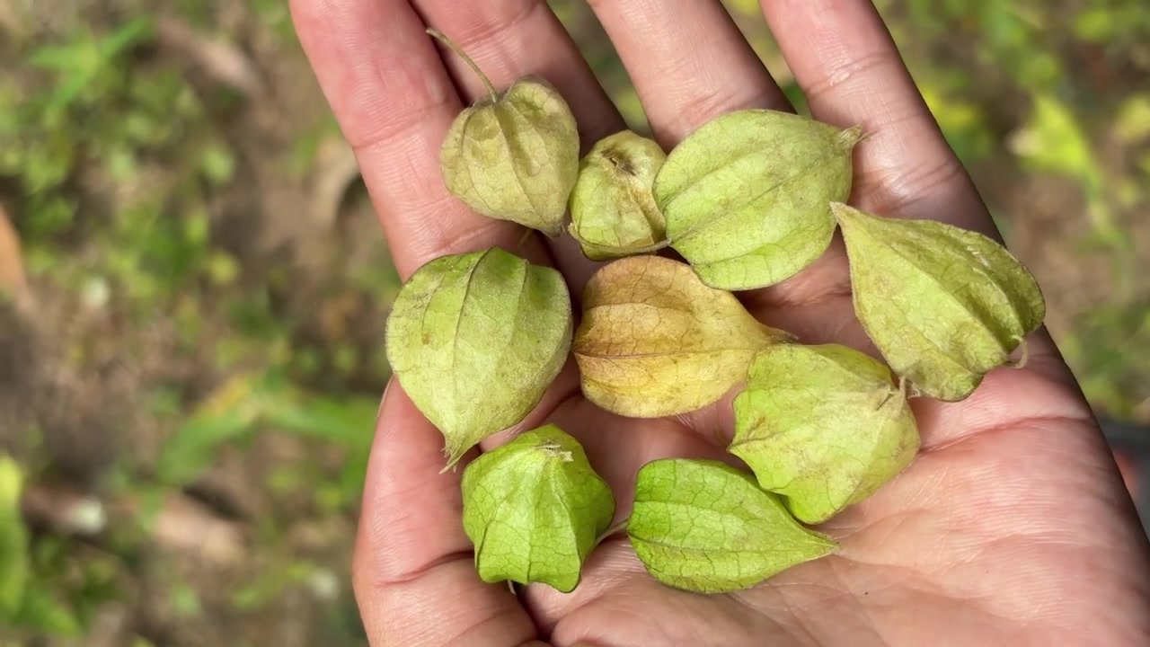Mano che regge frutti di physalis appena raccolti nel calice