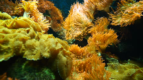 coral tropical, anémona y pequeños peces de neón rápidos en el acuario de agua dulce en el zoológico, primer plano