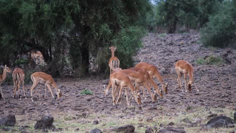 un rebaño de hembras de impala pastando temprano en la mañana alrededor de los arbustos de kenia