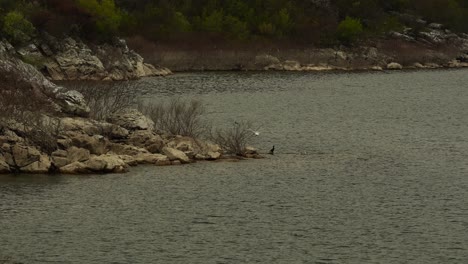 orilla rocosa del lago natural donde anidan aves silvestres, gaviotas, garzas y cormoranes pigmeos