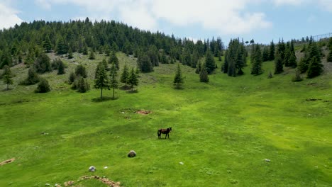 primavera verde dall'alto