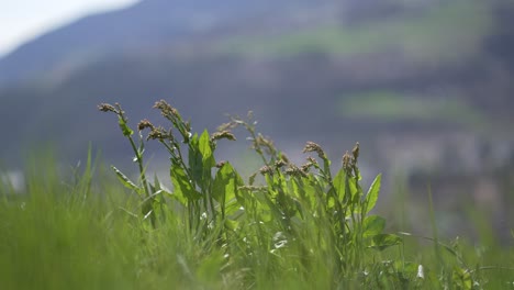 Hierba-Verde-En-Medio-De-Un-Campo-En-Los-Alpes-Italianos