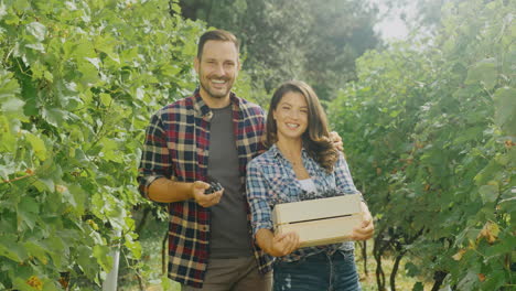 pareja cosechando uvas en el viñedo