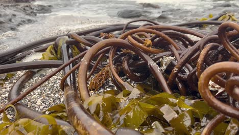 closeup of seaweed and waves in oregon, usa