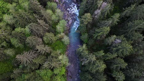 scenic aerial bird's eye view of river flowing through evergreen forest in carbonado, washington state