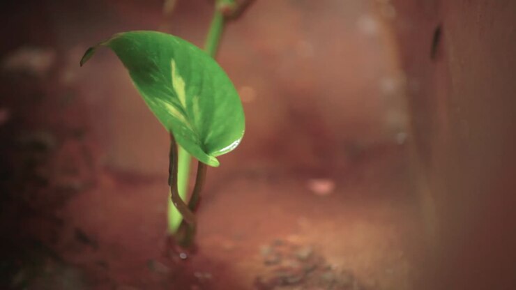 Small leaf and water drips nearby creating a clear clean puddle