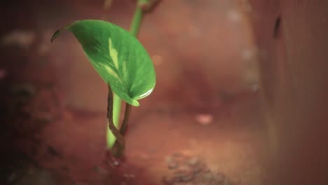 Kleine-Blätter-Und-Wassertropfen-In-Der-Nähe-Schaffen-Eine-Klare,-Saubere-Pfütze