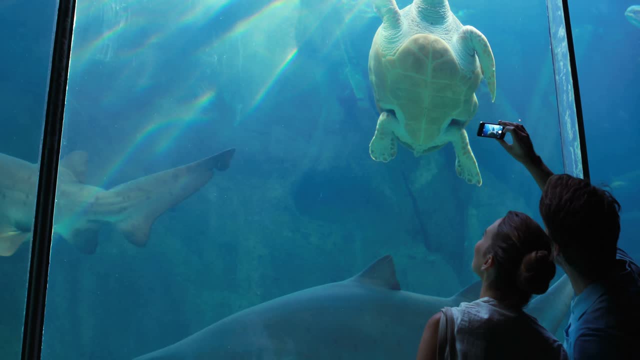 상어 와 함께 수영 하는 바다 거북이 를 존경 하는 부부